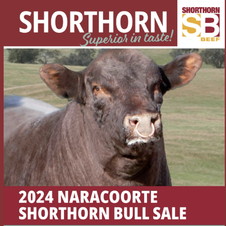 Naracoorte Shorthorn Bull Sale - Pathfinder Sale Complex